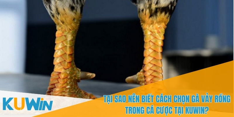 Cách chọn gà vảy rồng quyết định chiến thắng