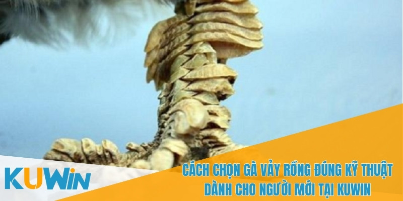 Cách chọn gà vảy rồng giúp bạn dễ nhận diện gà chiến