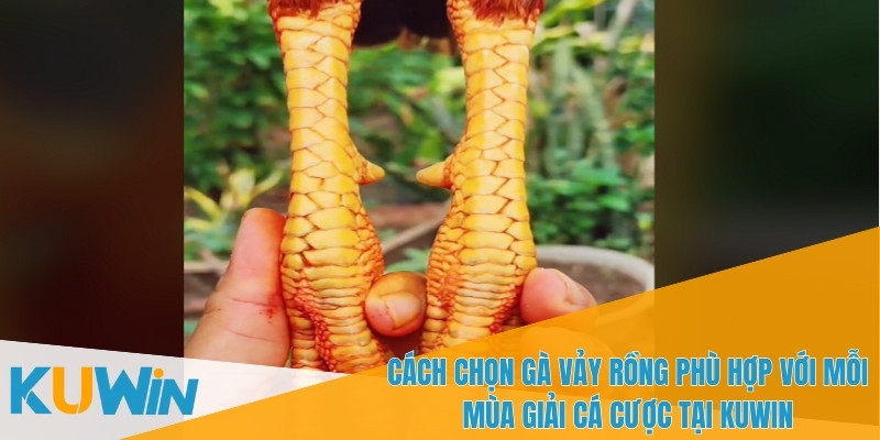 Cách chọn gà vảy rồng phù hợp với phong cách chiến đấu