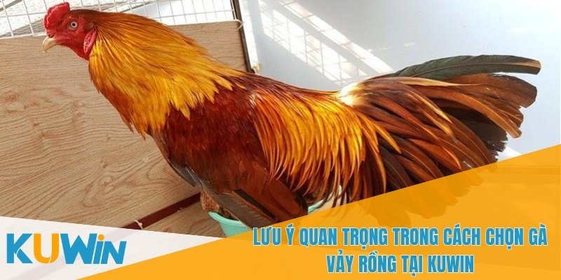 Cách chọn gà vảy rồng cần xem xét quá trình huấn luyện