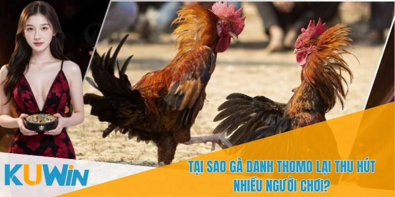 Gà danh Thomo là trò chơi cá cược kịch tính và hấp dẫn