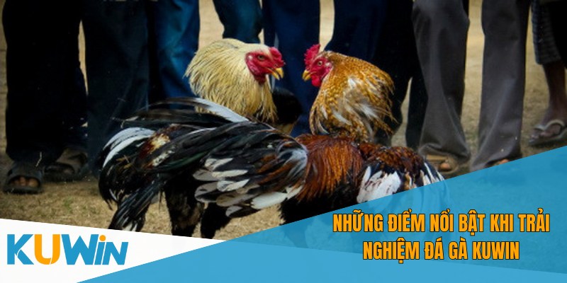 Đá gà Kuwin mang đến trải nghiệm cá cược trực tuyến hấp dẫn