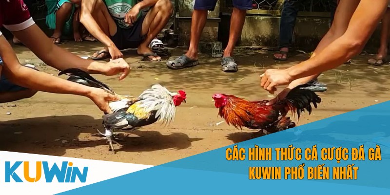 Hệ thống livestream tại đá gà Kuwin sắc nét