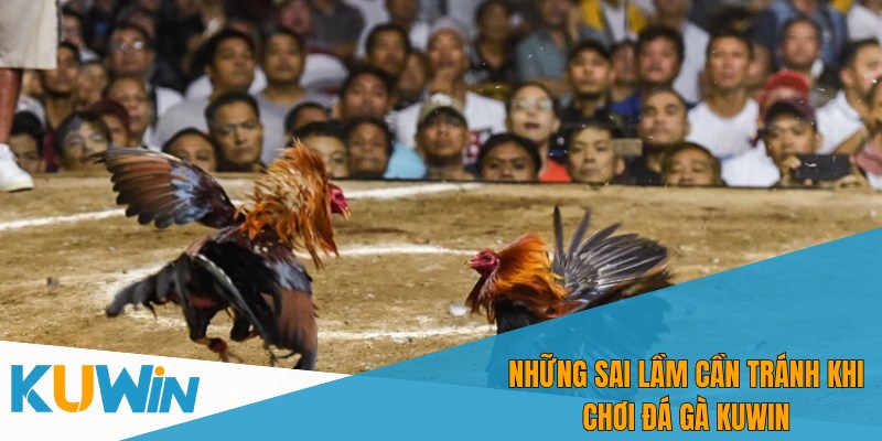 Đặt cược tại đá gà Kuwin với nhiều kèo hấp dẫn