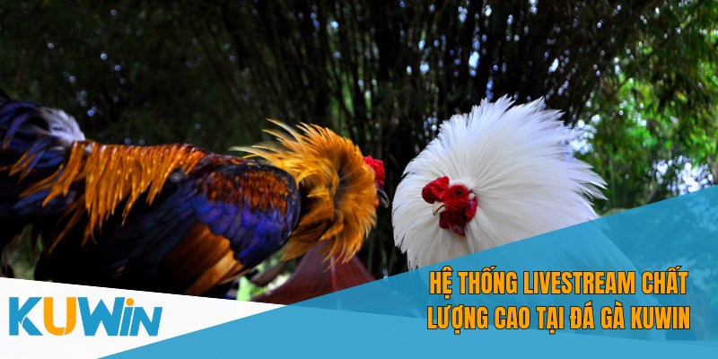 Theo dõi bảng tỷ lệ cược tại đá gà Kuwin để đưa ra lựa chọn tốt nhất